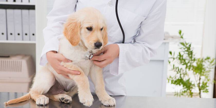 A guide to dog vaccinations