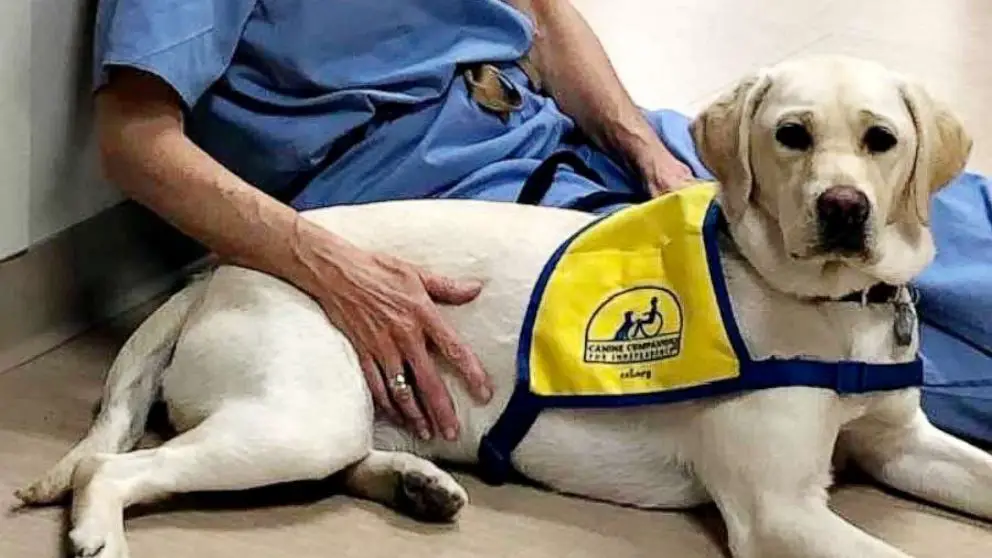 ER doctor has comfort dog on the front lines to soothe health care ...