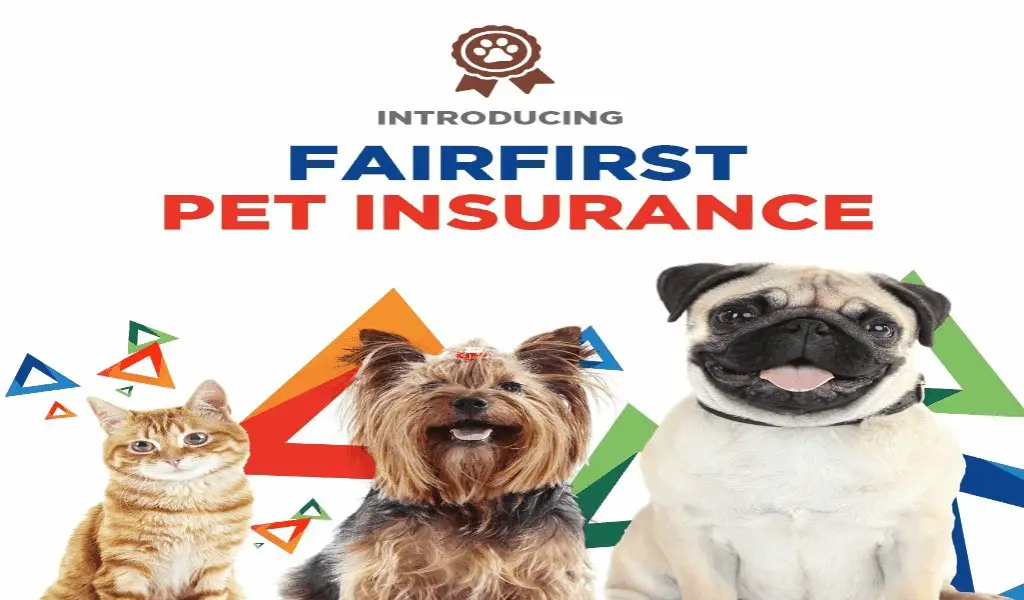 The Ultimate Solution For Pet Health Insurance That You ...