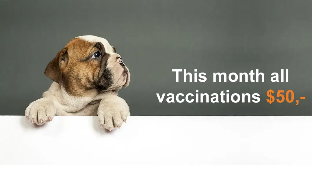 vaccinations for cats, dogs and rabbits