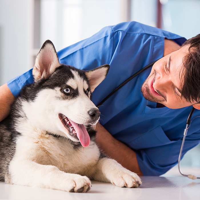 What Is Husky Health Insurance