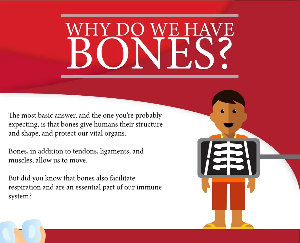 Why Do We Have Bones?